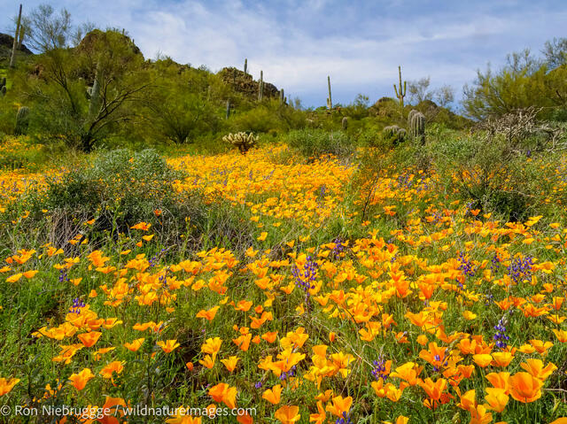 Picacho Peak State Park, Arizona.