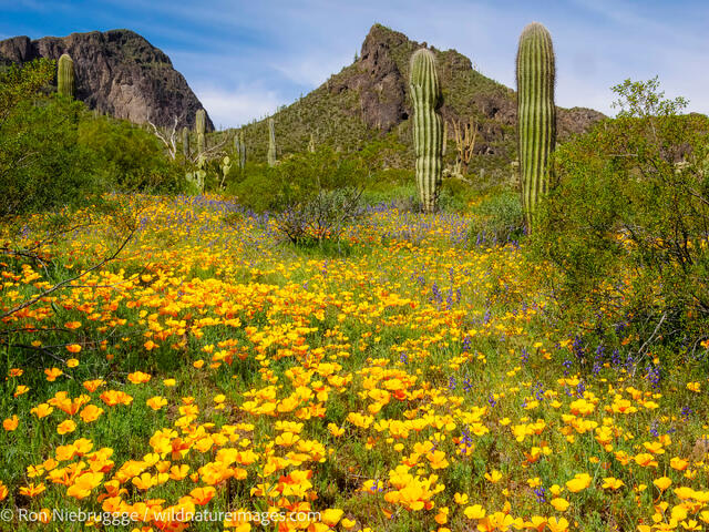 Picacho Peak State Park, Arizona.