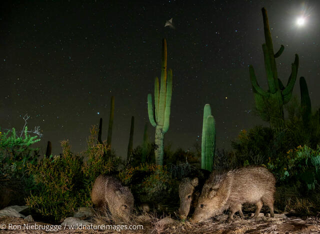 Javelina