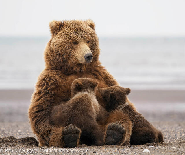 Brown Bear Cubs