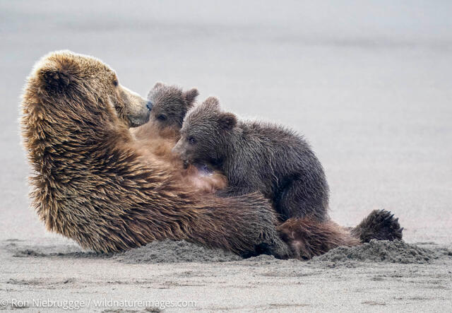Brown Bear Cubs