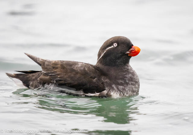 Parakeet auklet