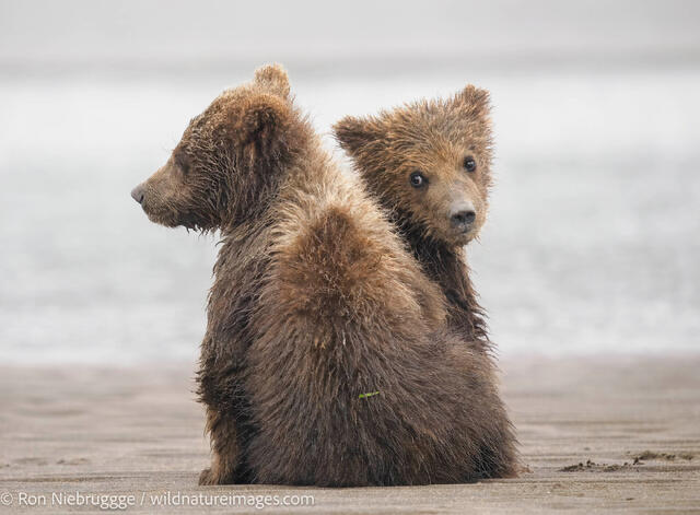 Brown Bear Cubs