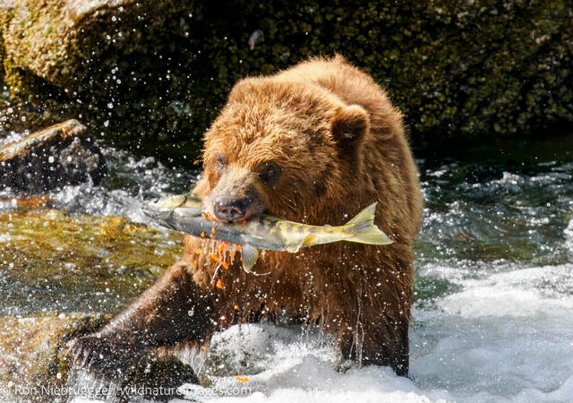 Alaska Brown Bear