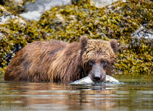 Alaska Brown Bear