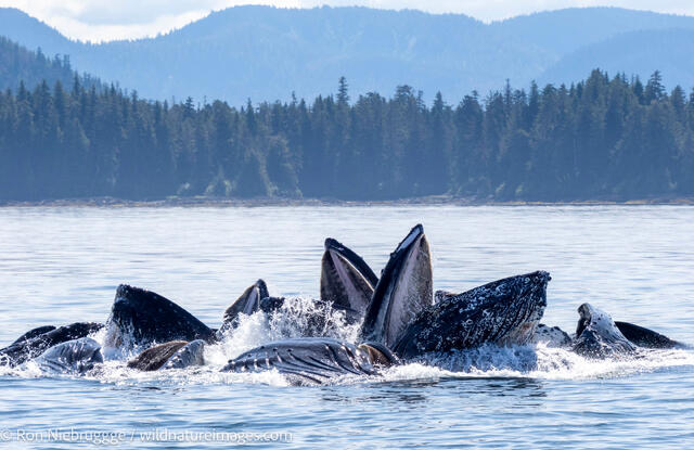 Humpback whales