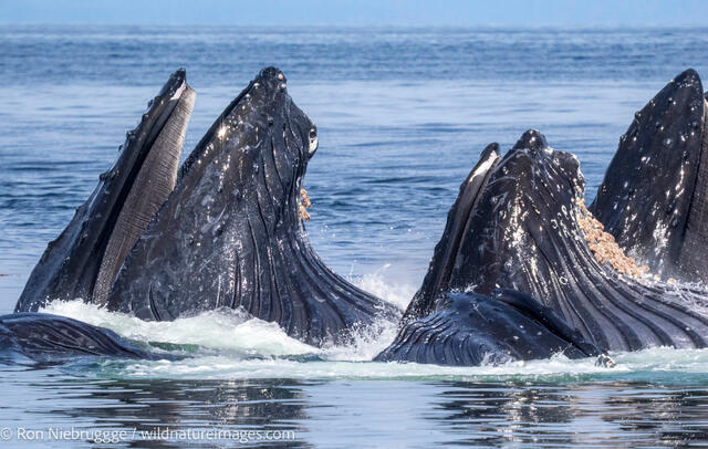 Humpback whales
