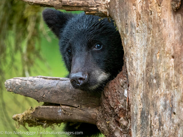 Black bear
