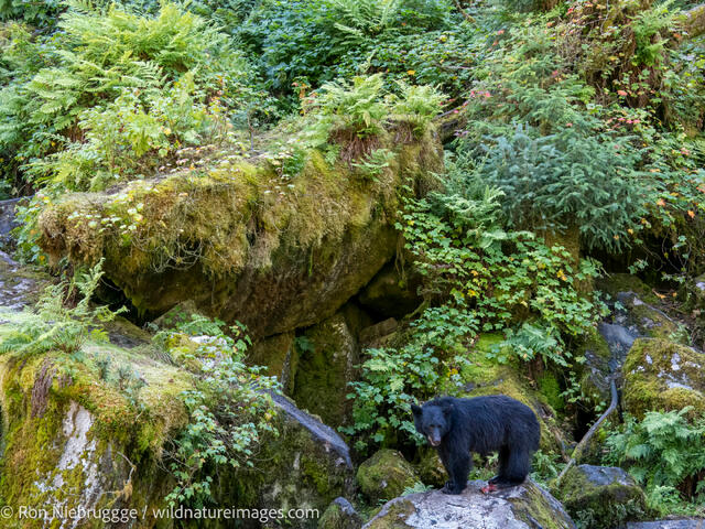 Black bear
