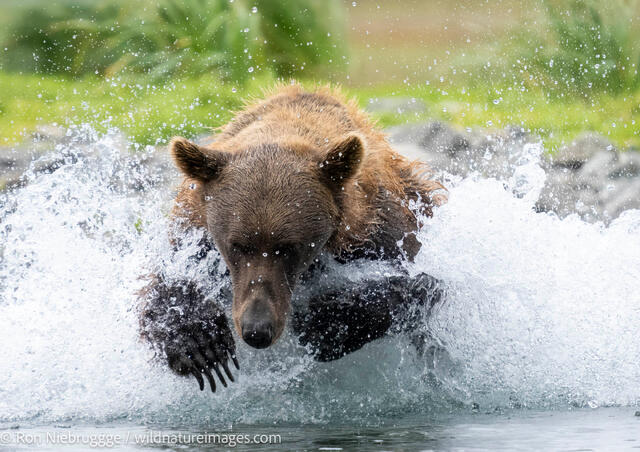 Alaska Brown Bear