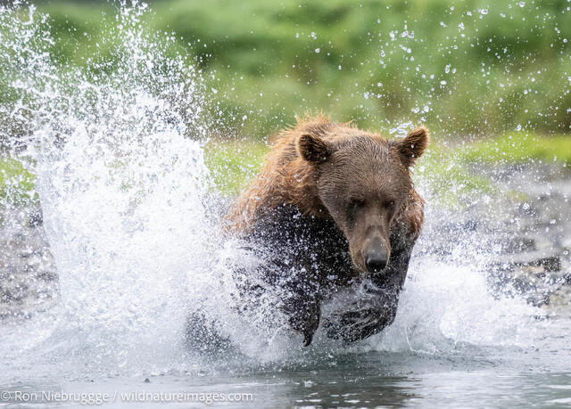 Alaska Brown Bear