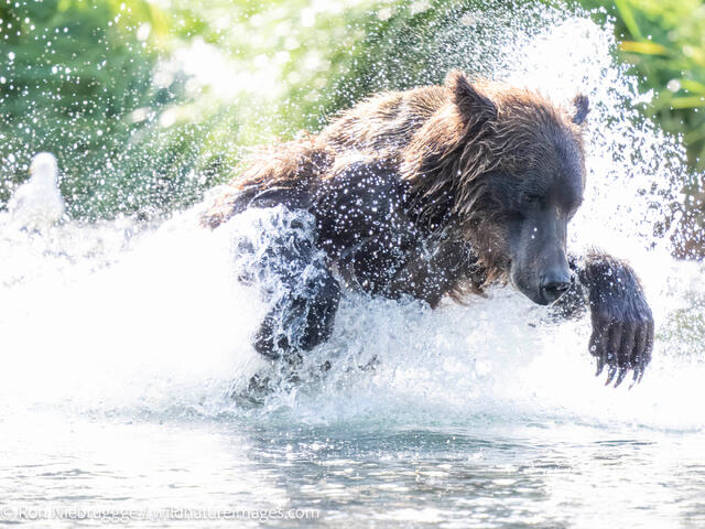 Alaska Brown Bear