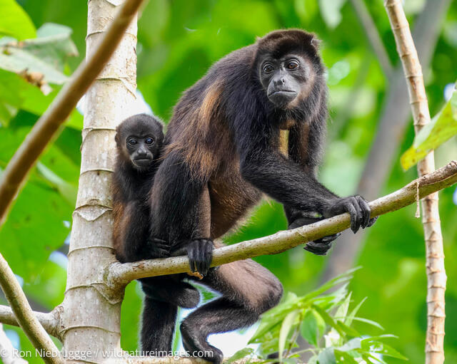 Howler monkey