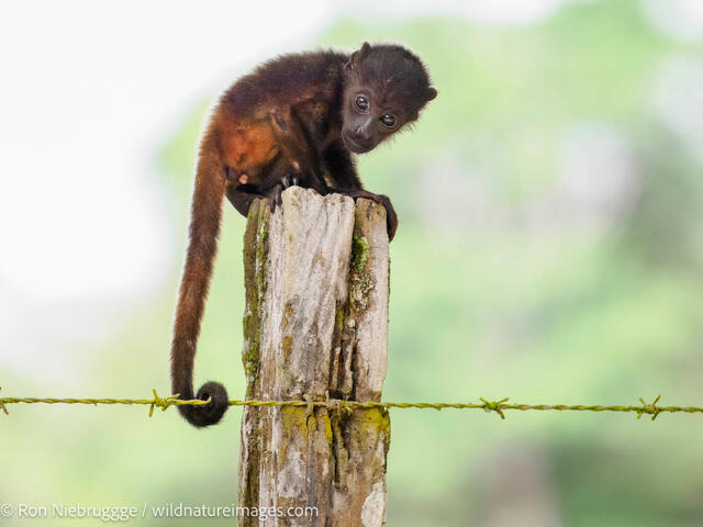 Howler monkey