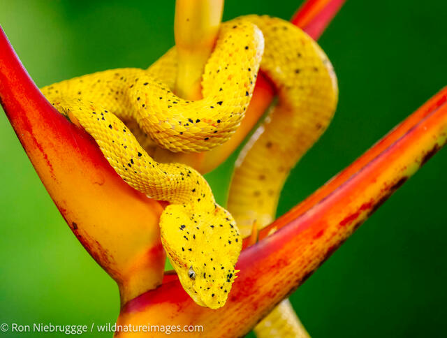 eyelash viper
