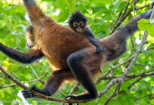 Howler monkey
