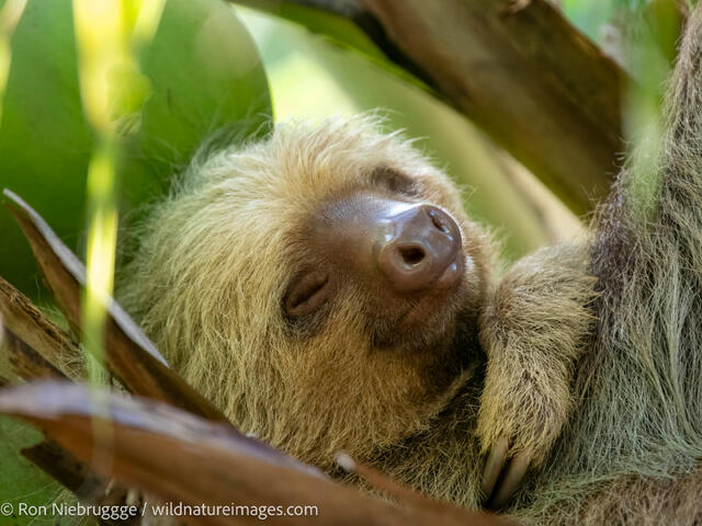 Two-toed sloths