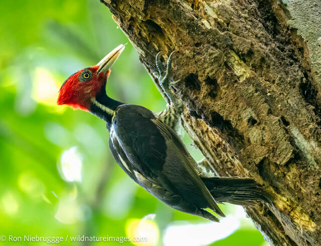 Pale-billed woodpecker