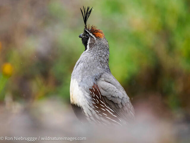 Gambel's quail
