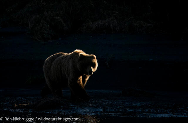 Brown Bear