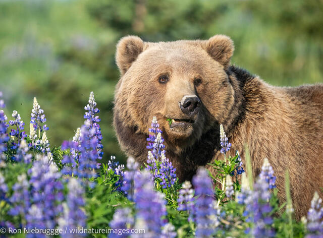 Brown Bear
