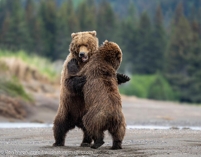 Brown Bear
