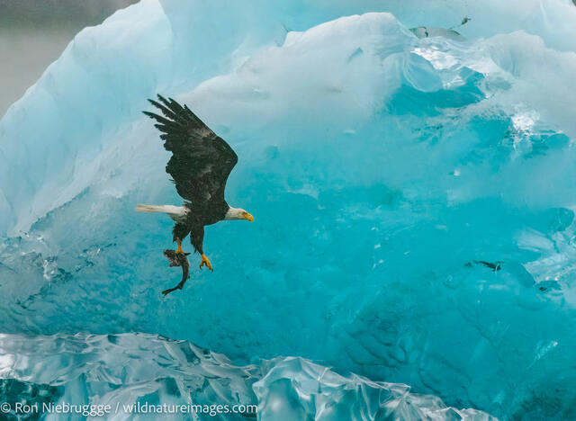 Bald eagle 