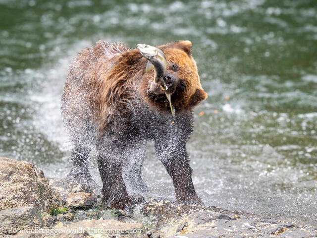 Brown Bear