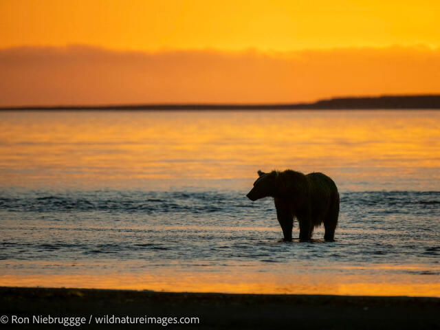 Brown Bear