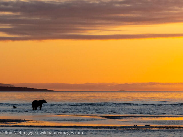 Brown Bear