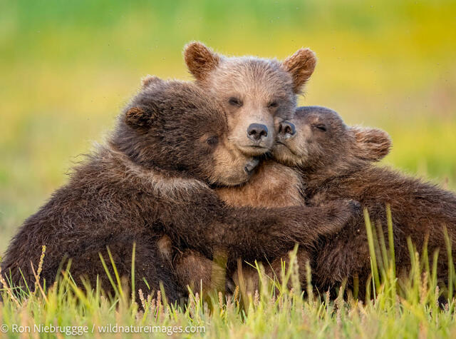 Brown Bear Cubs