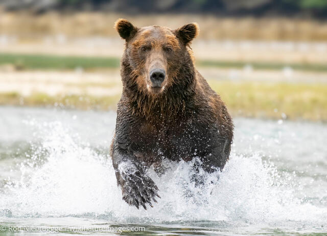 Brown Bear
