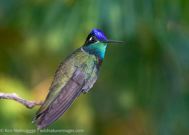 Rivoli’s Hummingbird