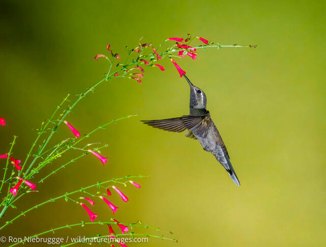 blue-throated Mountain-gem