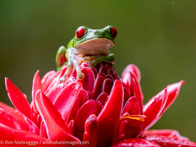 Red-eyed tree frog