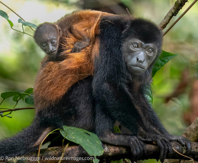 Howler Monkey