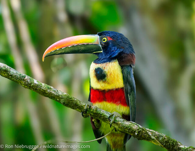 Fiery-billed aracari