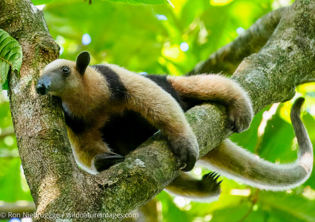 Northern Tamandua Anteater
