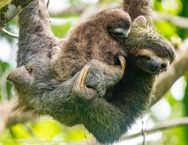 three-toed sloth