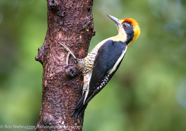 Golden-napped Woodpecker