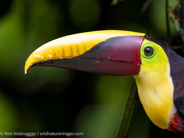 yellow-throated toucan