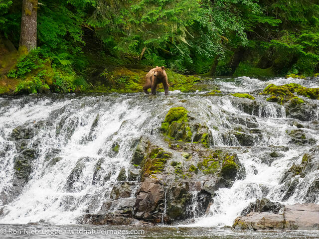 Brown bear