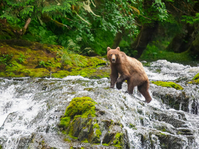 Brown Bear Cub