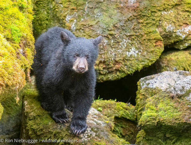 Black bears