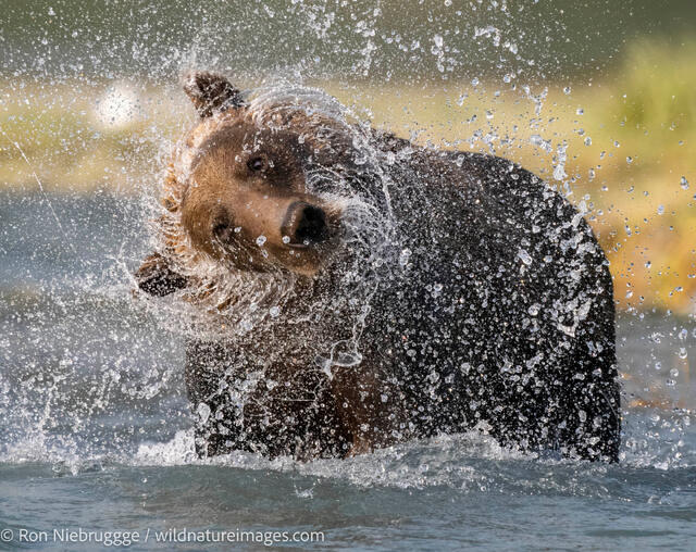 Brown bear