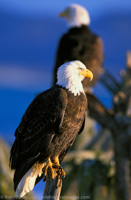 AK, Alaska, Alaskan, Americas, Bald eagle, Haliaeetus leucocephalus, Homer, Kenai Peninsula, National, North America, North American...