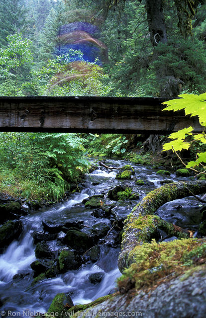 AK, Alaska, Alaskan, Americas, Chugach, Chugach National Forest, MR, Model release, National, North America, North American...