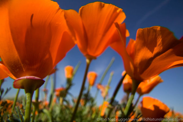 California Poppy
