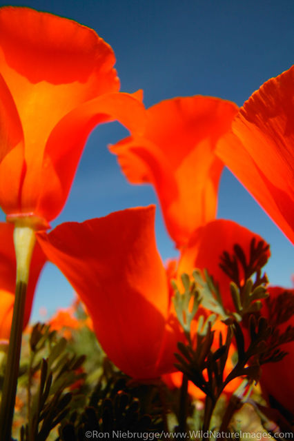 California Poppy
