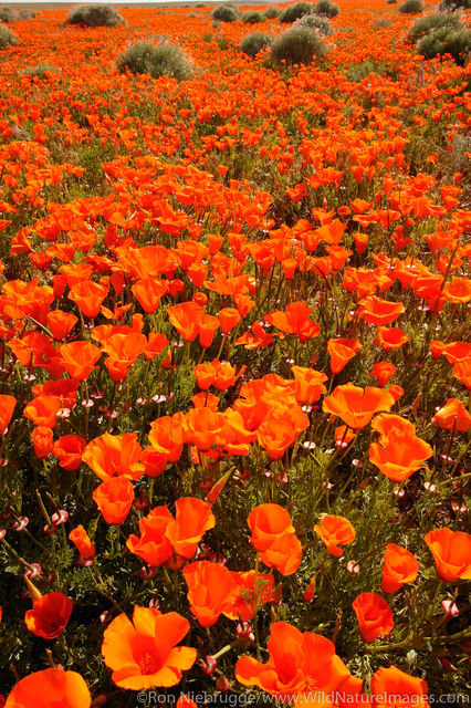California Poppy